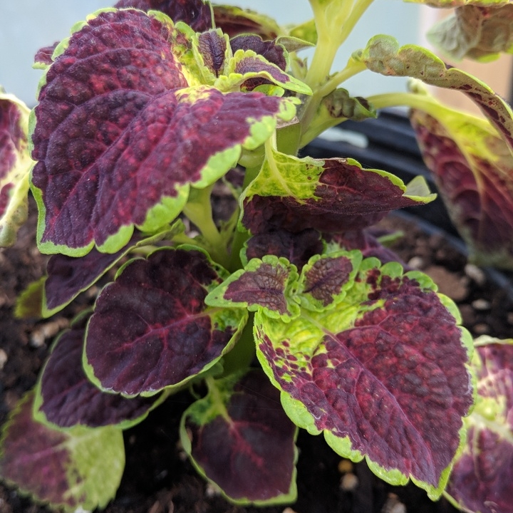 Plant image Solenostemon scutellarioides 'Dipt In Wine' (ColorBlaze Series)