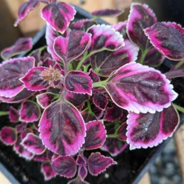 Solenostemon scutellarioides  syn. Plectranthus scutellarioides, Coleus scutellarioides, Coleus blumei