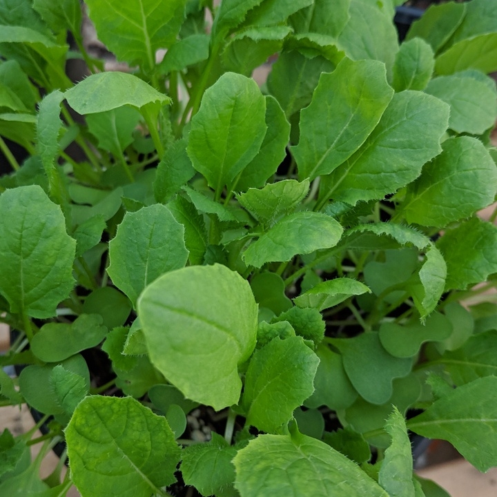 Plant image Brassica Rapa subsp. Rapa