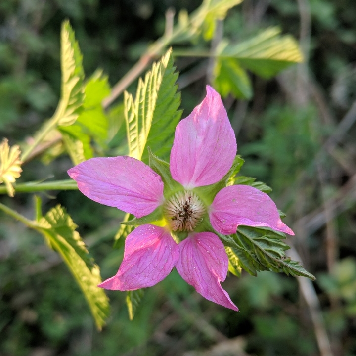 Plant image Rubus Spectabilis