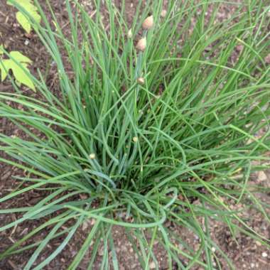 Allium schoenoprasum