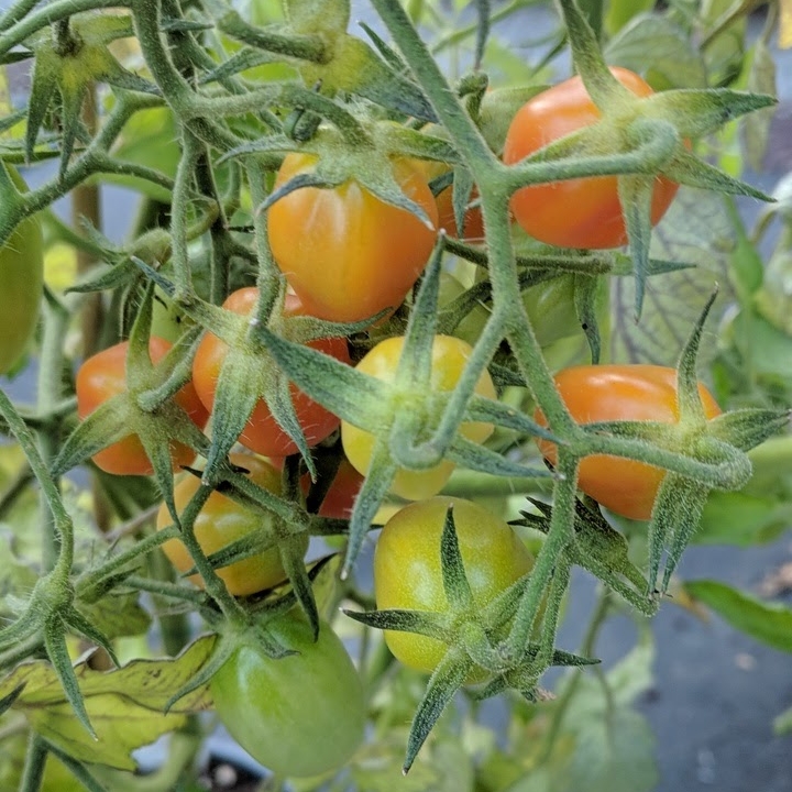 Plant image Solanum lycopersicum 'Juliet Roma'