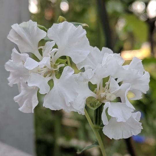 Plant image Clarkia pulchella 'Snowflake'