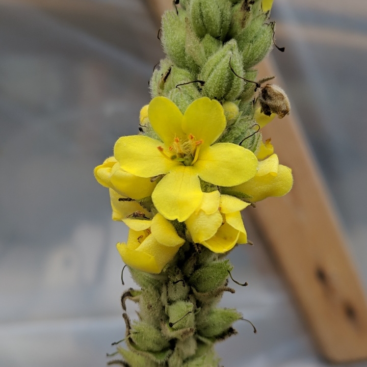 Plant image Verbascum thapsus