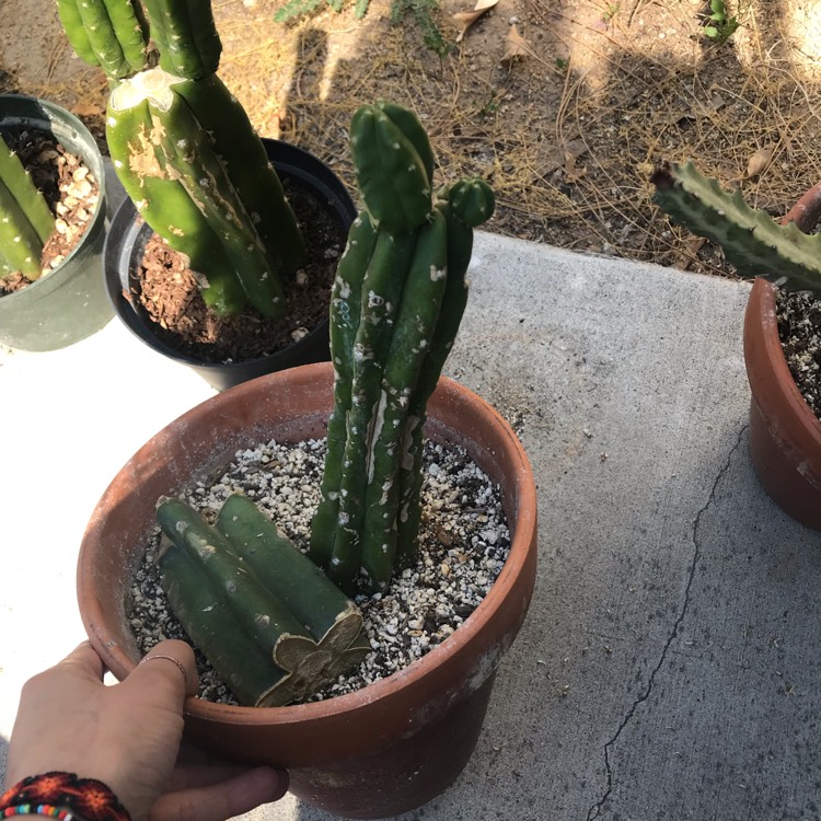 Trichocereus Pachanoi Syn. Echinopsis Pachano, San Pedro Cactus 