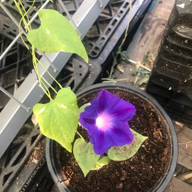 Morning Glory 'Heavenly Blue'