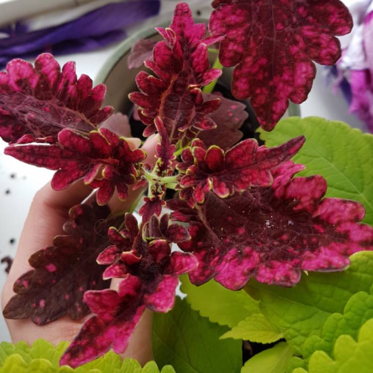 Plant image Plectranthus scutellarioides 'Victorian Ruffles'