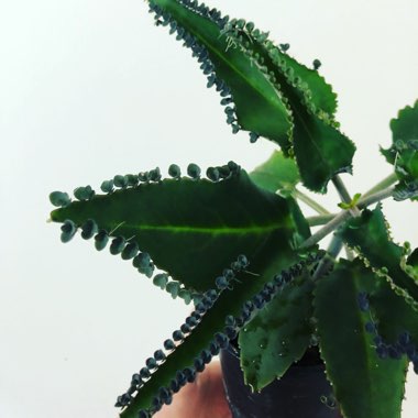 Mother of Thousands