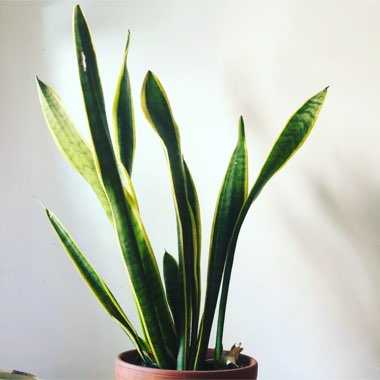 Snake Plant