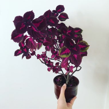 Coleus 'China Rose'