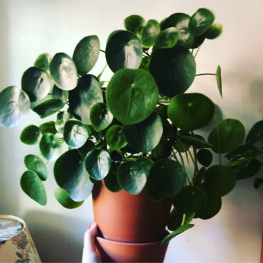 Chinese Money Plant