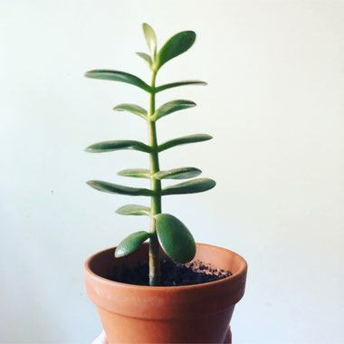 Jade Plant