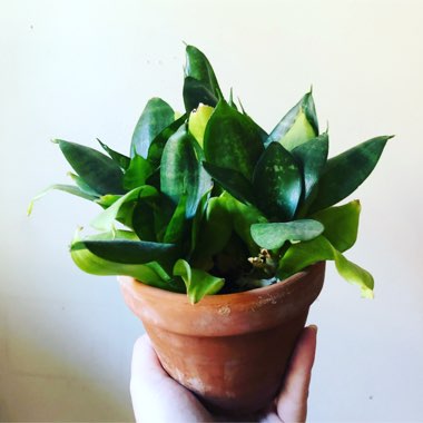 Birds-nest snake plant