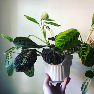 Prayer Plant 'Fascinator Tricolour'