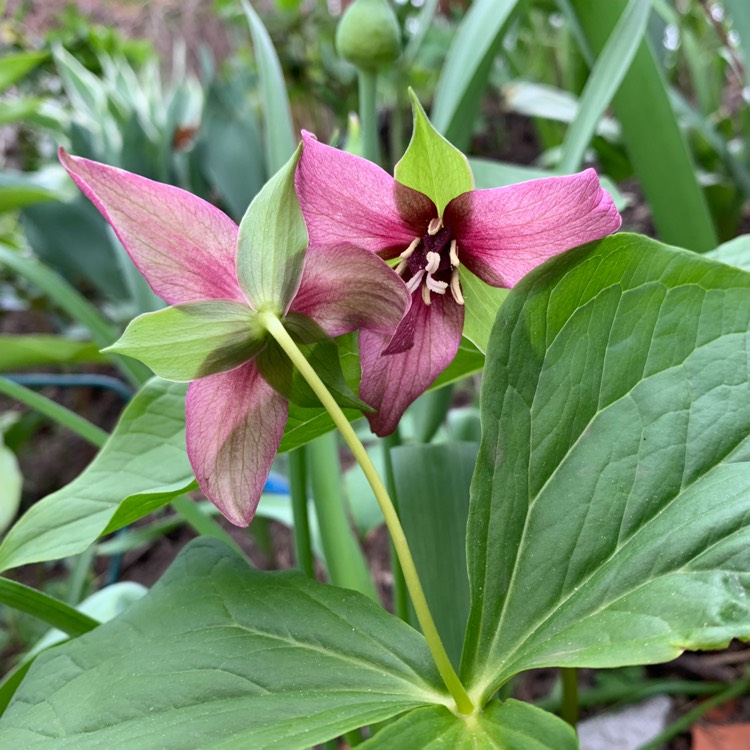 Plant image Trillium erectum