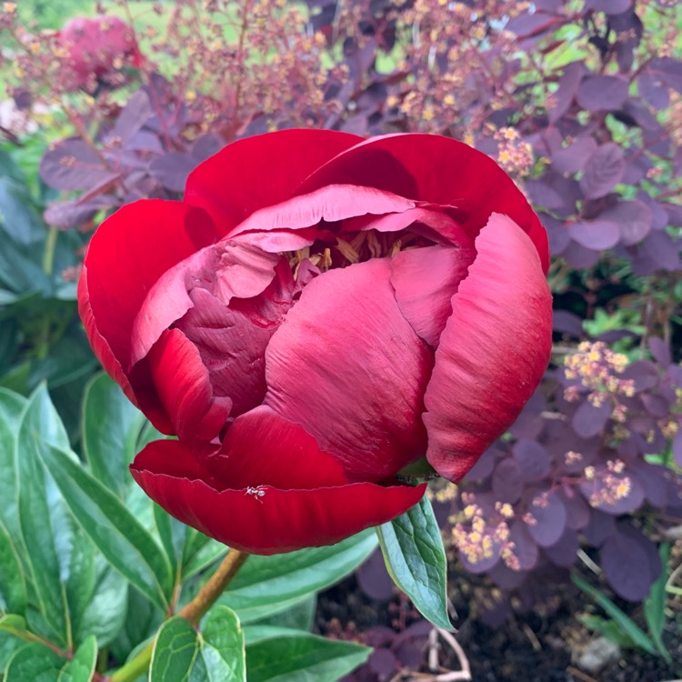 Plant image Paeonia 'Buckeye Belle'