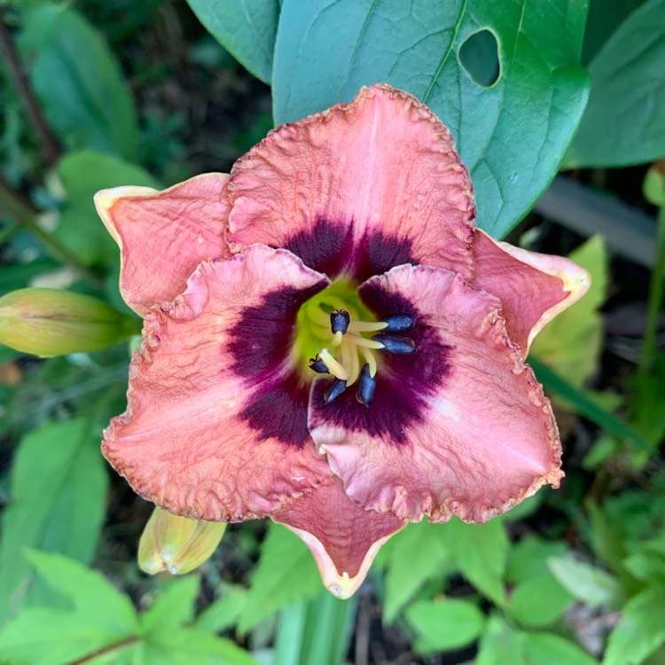 Plant image Hemerocallis 'Canadian Border Control'