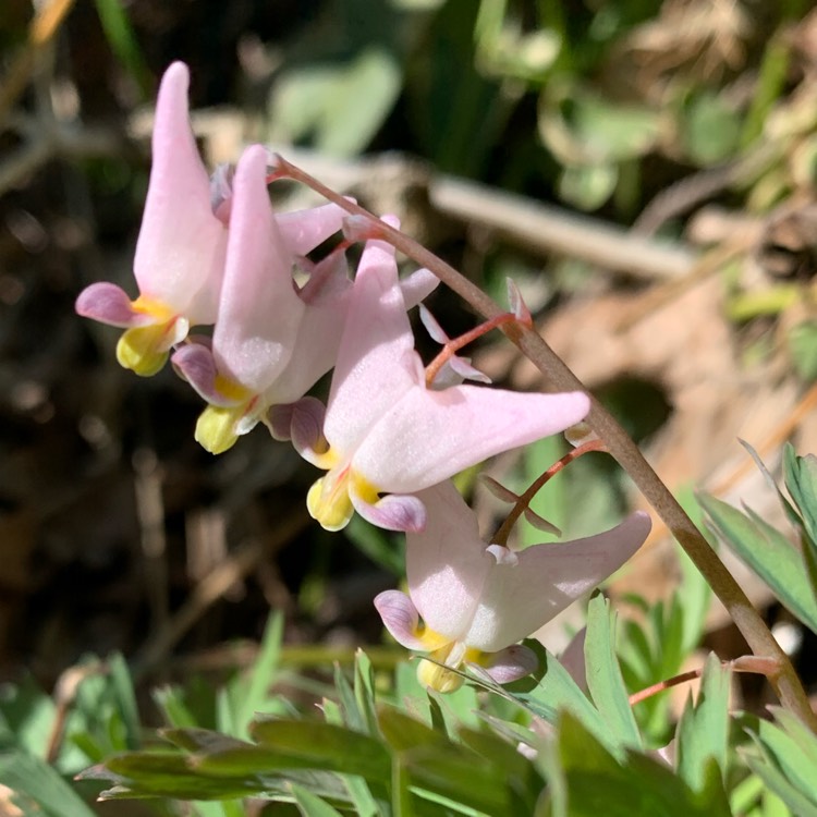 Plant image Dicentra cucullata