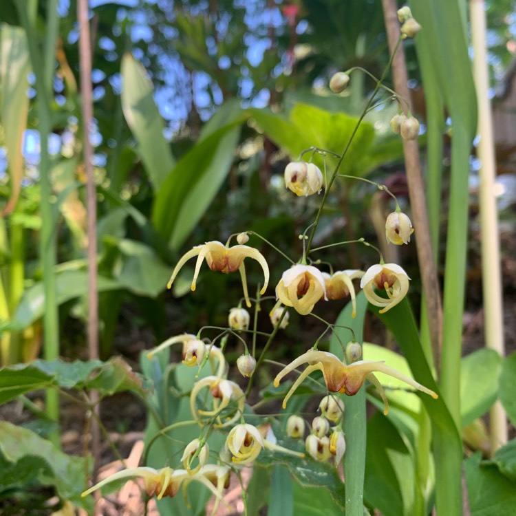 Plant image Epimedium 'Amber Queen'