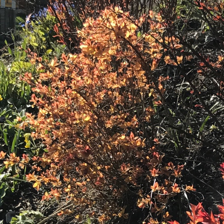 Plant image Spiraea japonica 'Golden Princess'