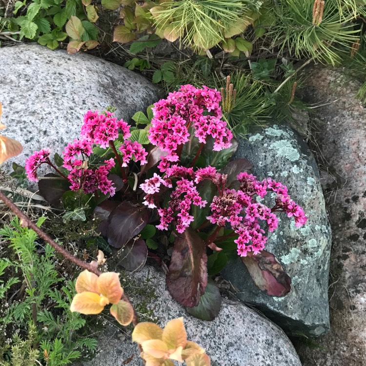 Plant image Bergenia 'Pink Dragonfly'