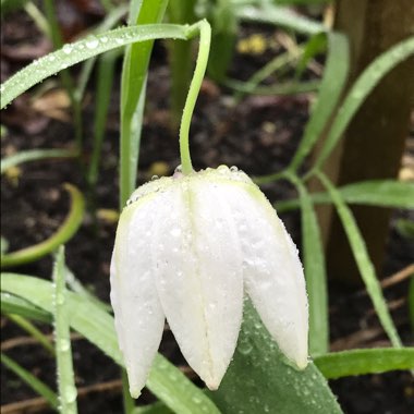 Fritillaria meleagris