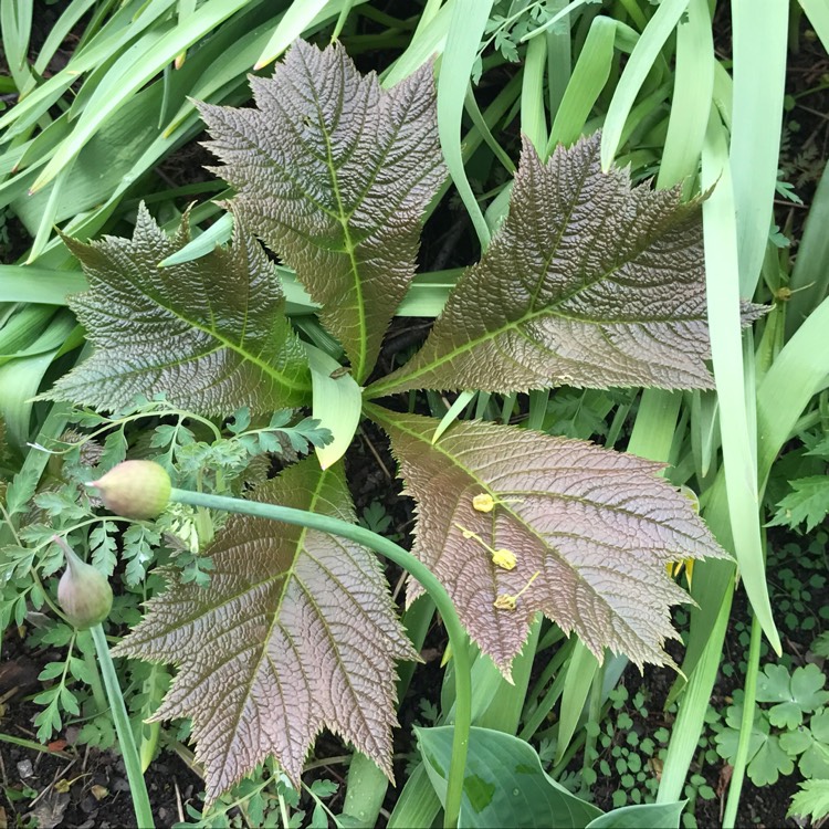 Plant image Rodgersia podophylla 'Rotlaub'