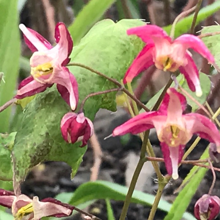 Plant image Epimedium x rubrum