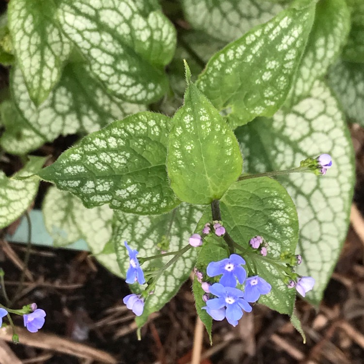 Plant image Brunnera macrophylla 'Alexanders Great'