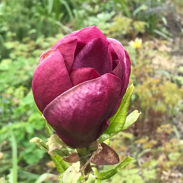 Plant image Magnolia 'Genie'