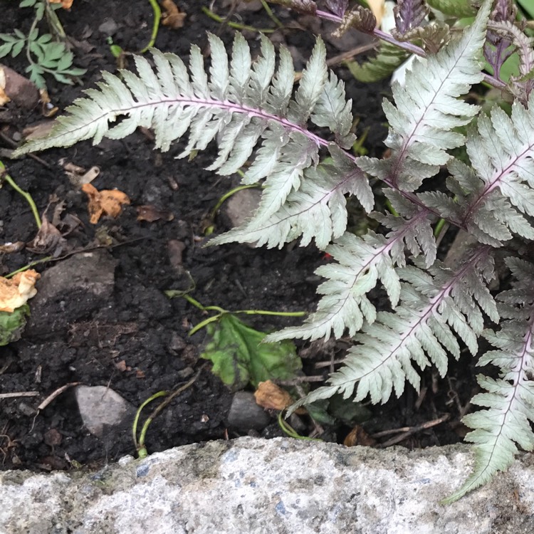 Plant image Athyrium Niponicum var. Pictum