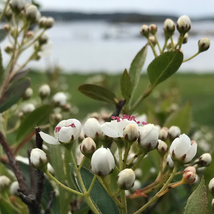 Plant image Aronia Melanocarpa