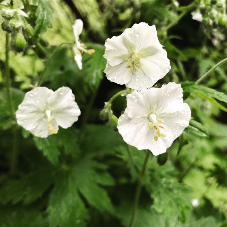 Plant image Geranium phaeum 'Album'