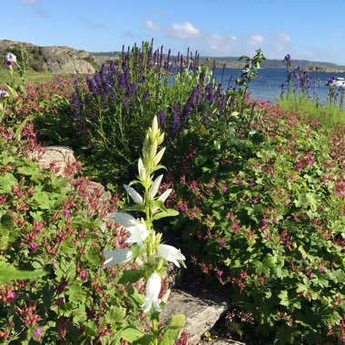 Campanula