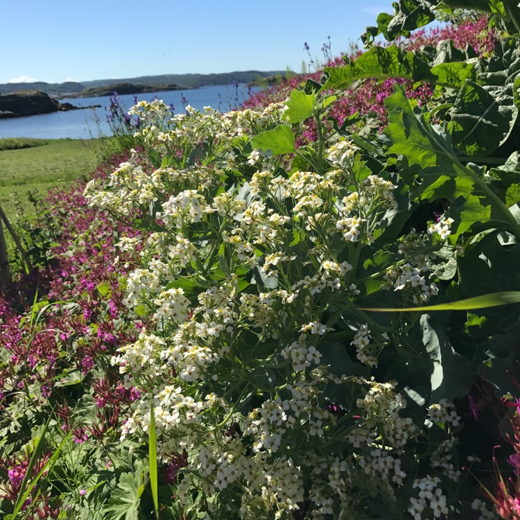 Plant image Crambe maritima