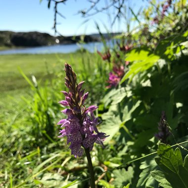 Dactylorhiza maculata