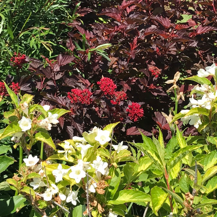 Plant image Physocarpus opulifolius 'Mindia' syn. Physocarpus opulifolius 'Diable d'Or', Physocarpus opulifolius 'Coppertina'