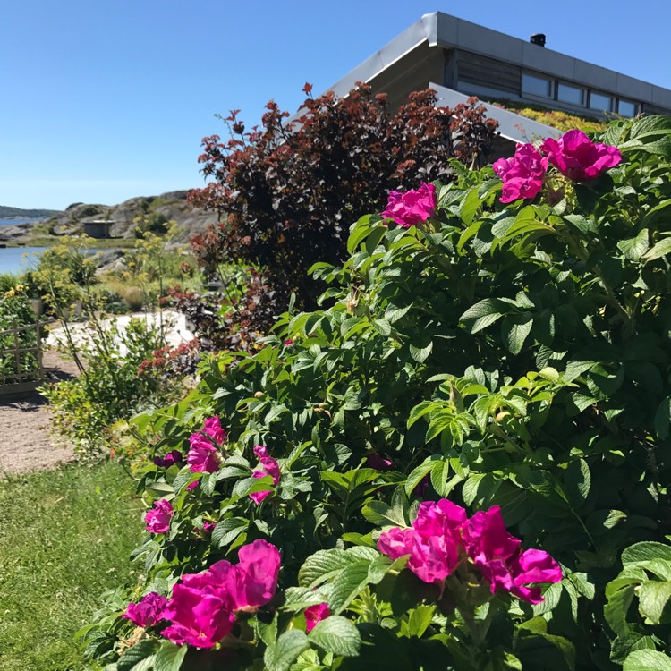 Plant image Rosa rugosa 'Pink'