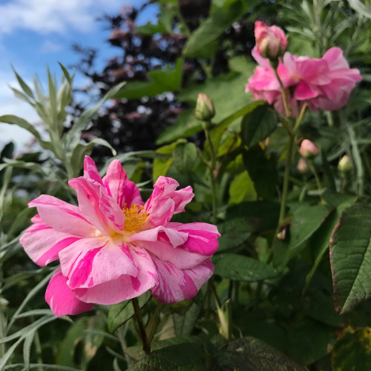 Plant image Rosa gallica 'Versicolor' syn. Rosa mundi, Rosa 'Mundi', Rosa mundi 'Versicolor'