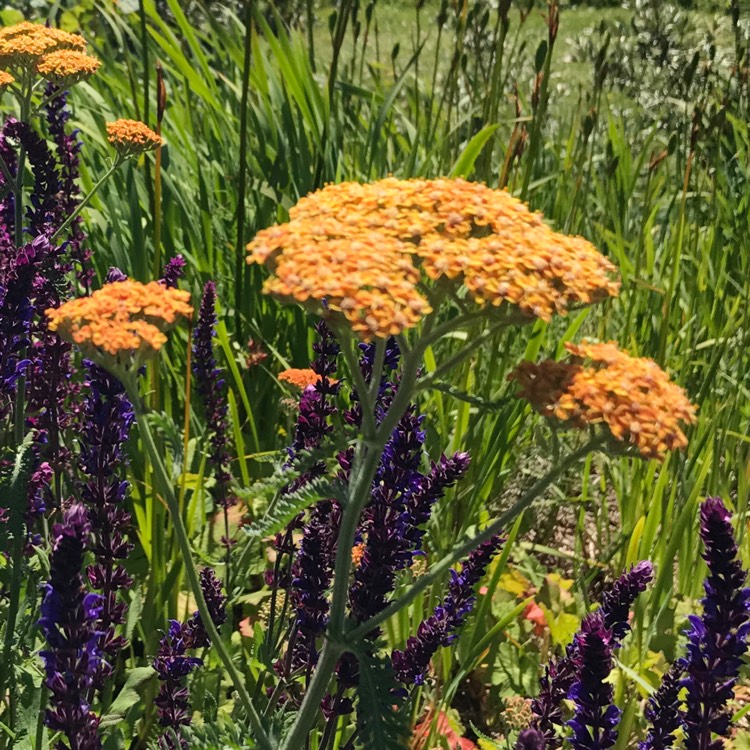 Plant image Achillea 'Terracotta'