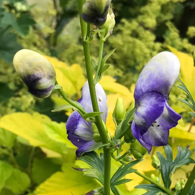 Plant image Aconitum x cammarum 'Bicolor'