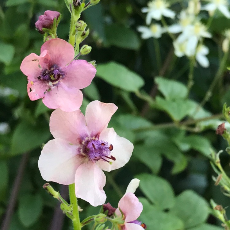 Plant image Verbascum x hybrida 'Southern Charm'