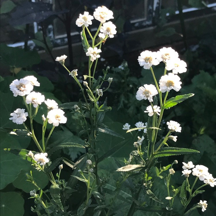 Plant image Gypsophila