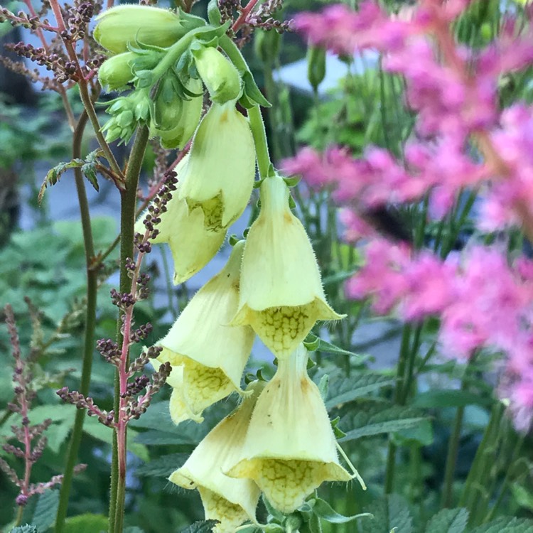 Plant image Digitalis grandiflora