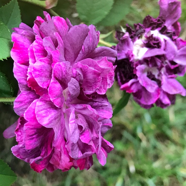 Plant image Rosa 'Tuscany Superb'