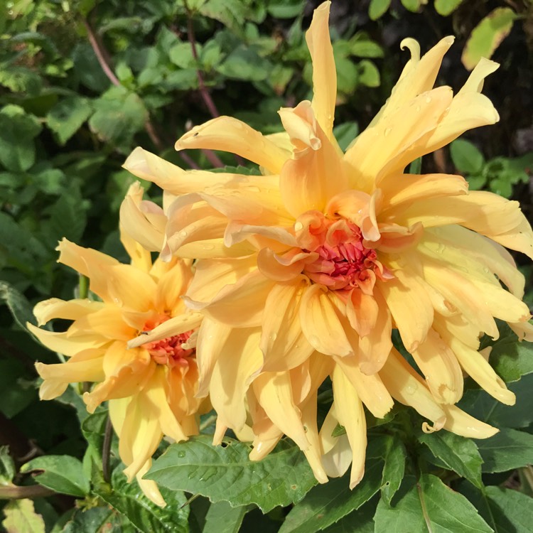 Plant image Dahlia 'Ludwig Helfert'