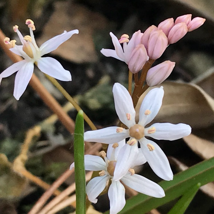 Plant image Scilla bifolia 'Rosea'