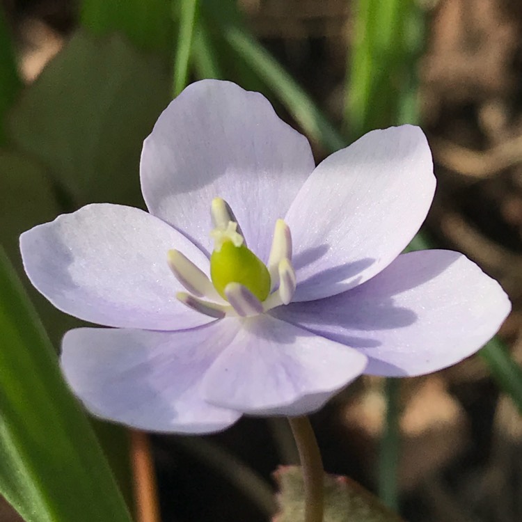 Plant image Jeffersonia dubia  syn. Plagiorhegma dubium