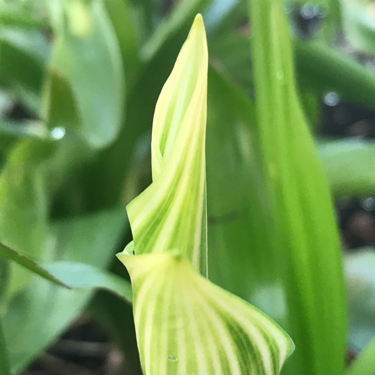 Plant image Convallaria majalis 'Albostriata'