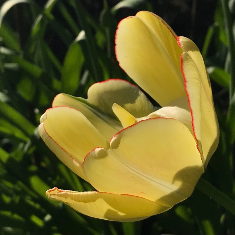 Plant image Tulipa 'Akebono'